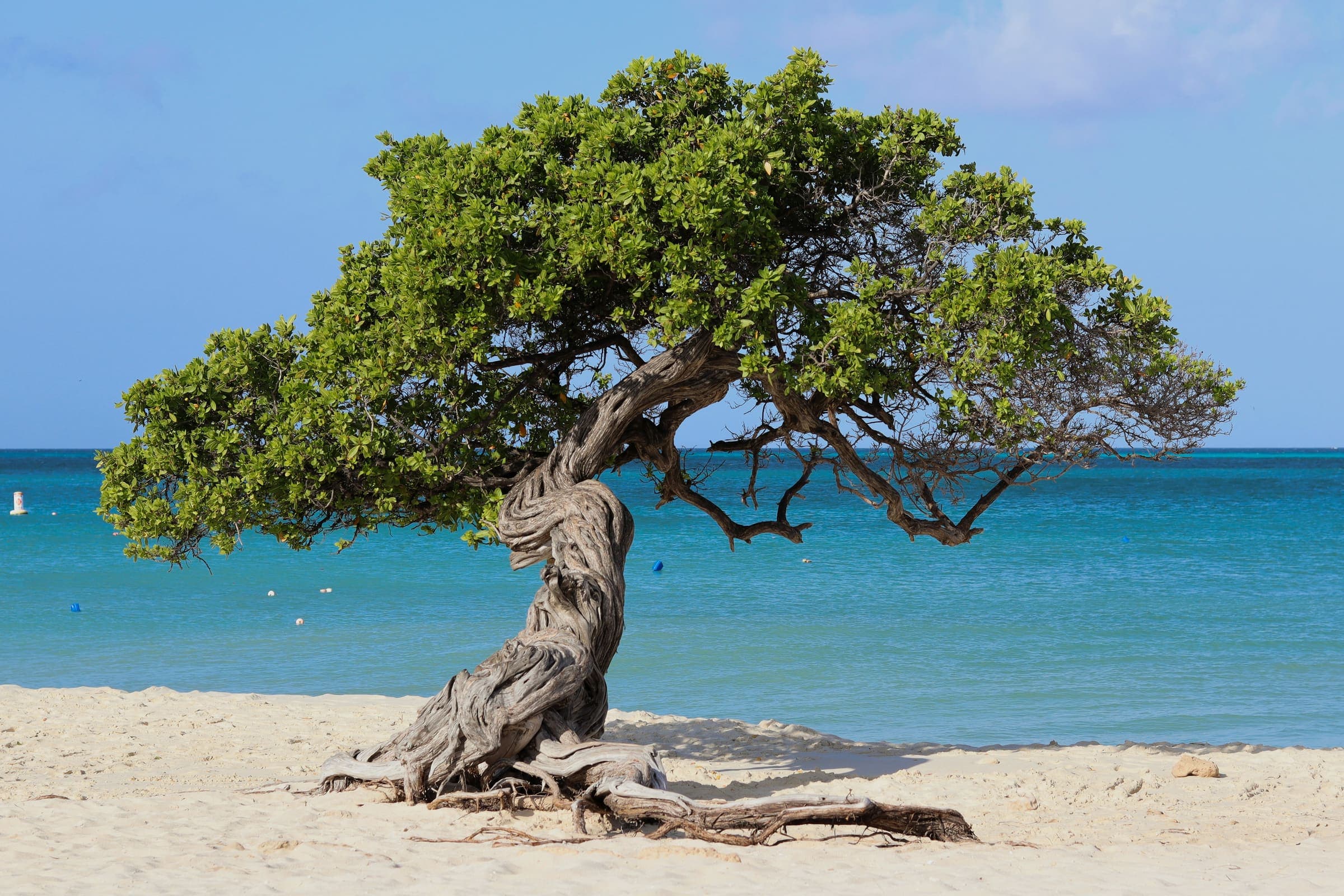 De wereldberoemde fofoti-boom op het witte zand van Eagle Beach, met de turquoise zee erachter.